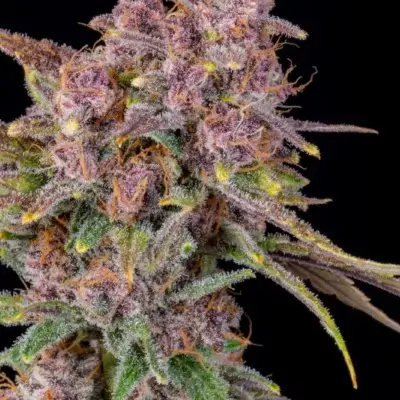 Gorilla Punch Auto | Fast Buds | FEM Autoflower Seeds