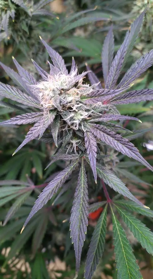 Moonbeam Auto | Multiverse Genetics | FEM Autoflower Seeds