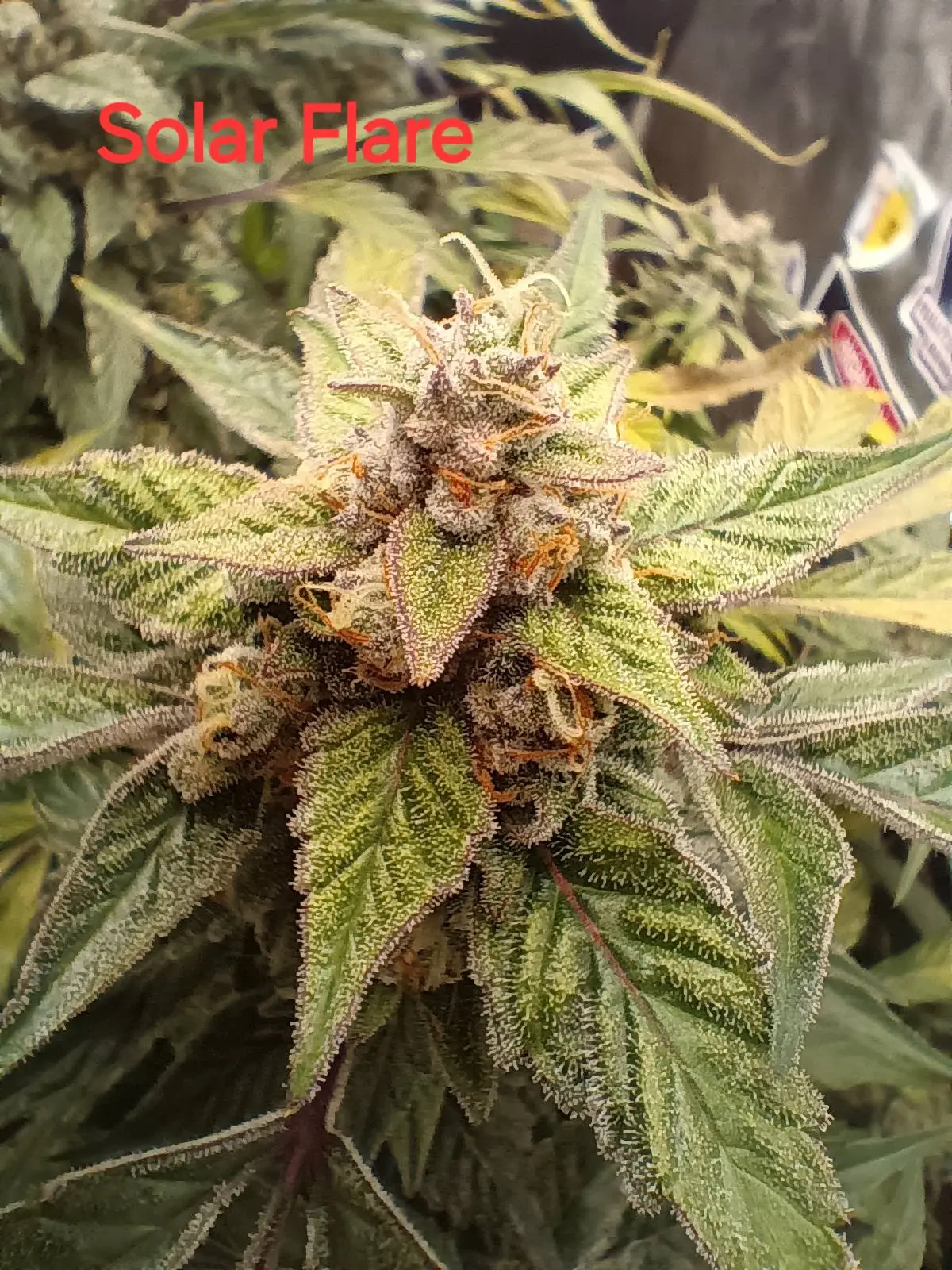 Solar Flare Auto | Multiverse Genetics | FEM Autoflower Seeds