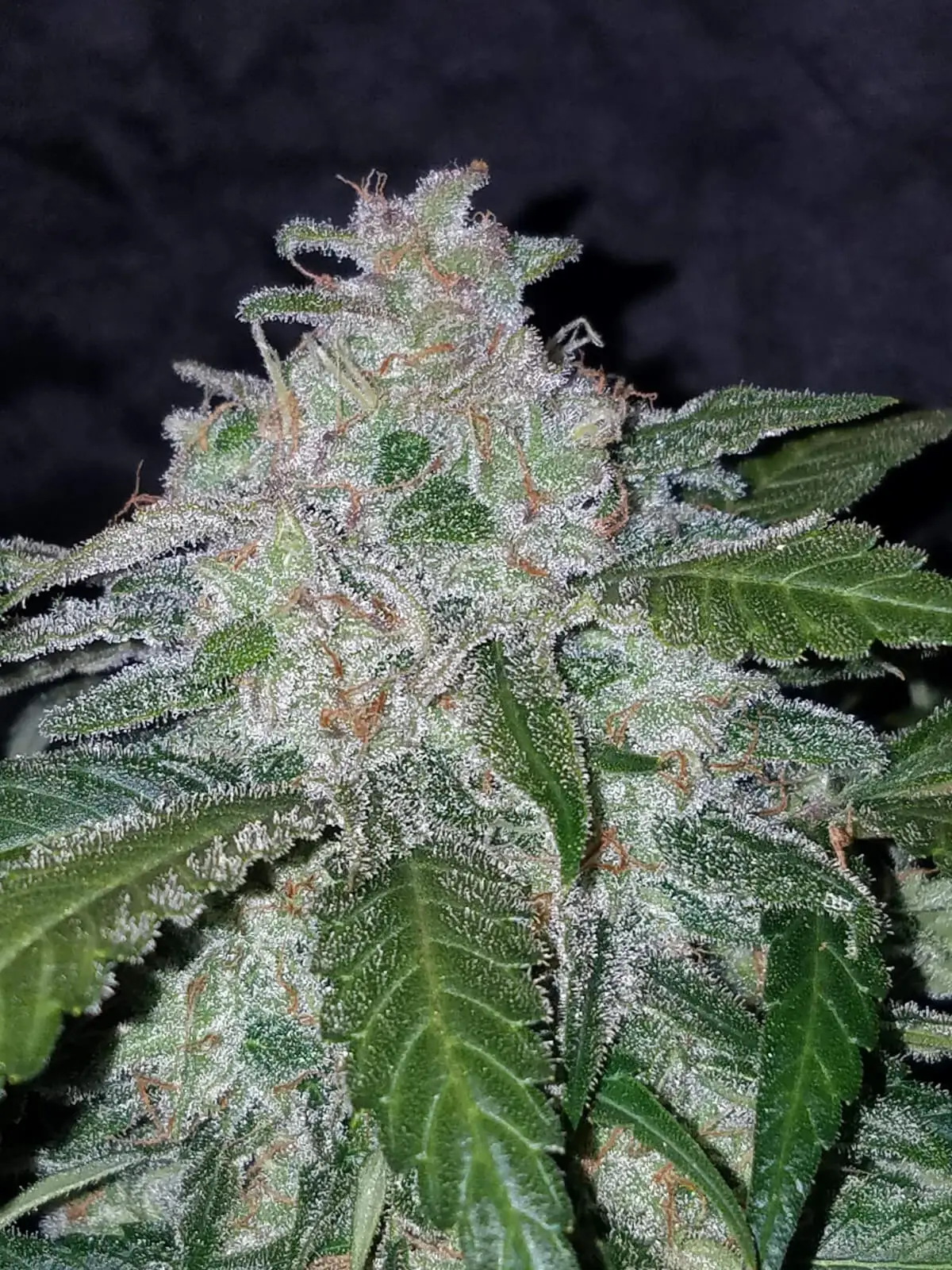 Tangie Auto | Fast Buds | FEM Autoflower Seeds