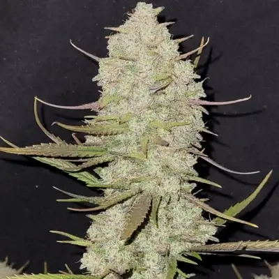 Tropicana Cookies Auto | Fast Buds | FEM Autoflower Seeds