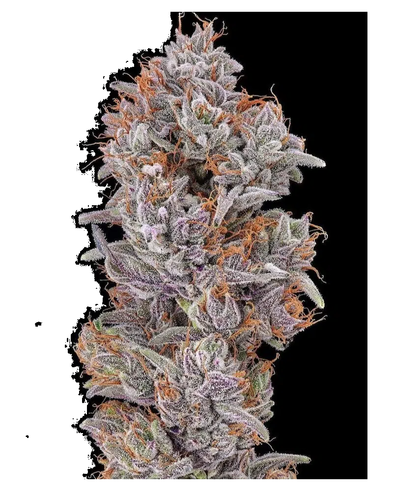 Strawberry Delight | Cali Connection | FEM Photoperiod Seeds