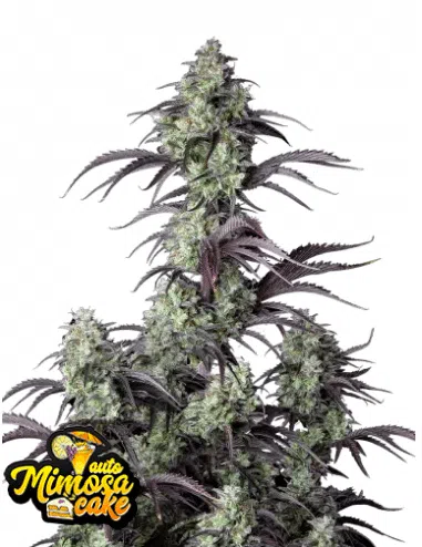 Cannabis image