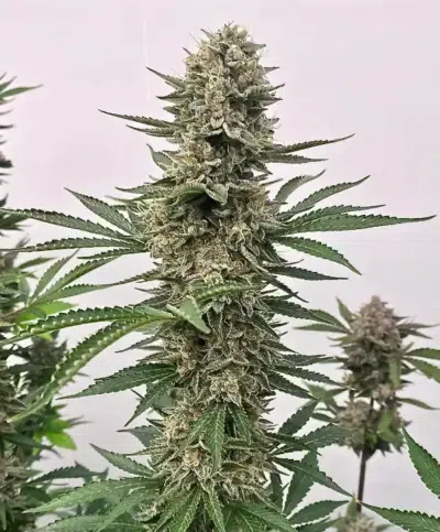 Atlas Seed Space Panda Cannabis plant