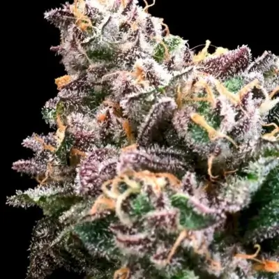 Crazy Train | Atlas Seeds | FEM Fast Photoperiod Seeds