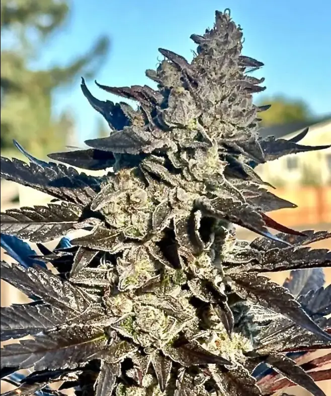 Super Sour Runtz - Atas