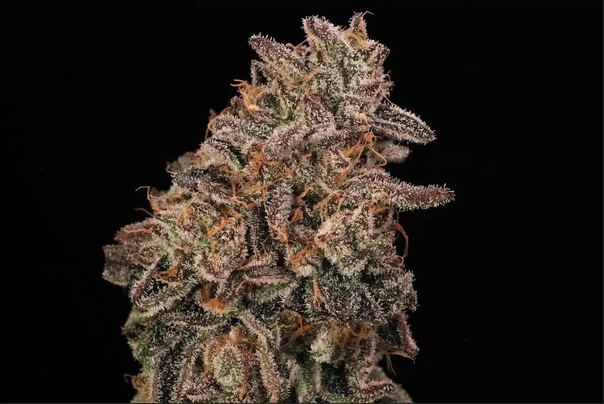 Banana Cream Sundae | Atlas Seeds | FEM Photoperiod Seeds