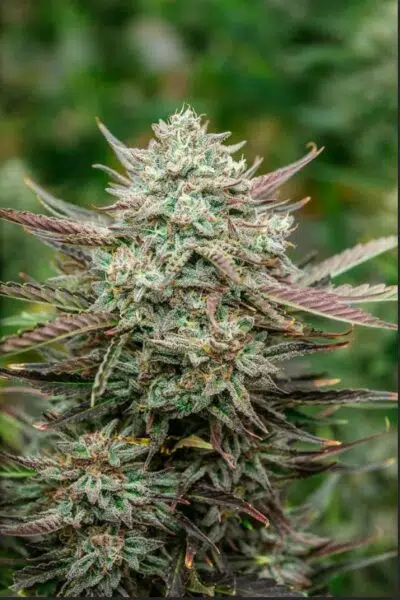 Facefat Auto | Atlas Seeds | FEM Autoflower Seeds