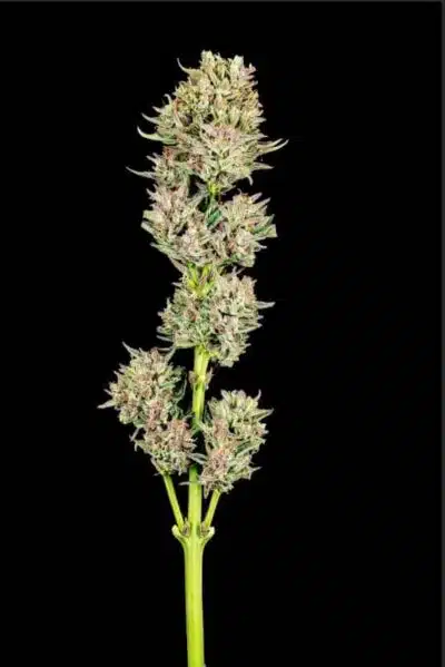Garlic Jam Auto | Atlas Seeds | FEM Autoflower Seeds