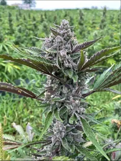 GMO 8 Auto | Atlas Seeds | FEM Autoflower Seeds