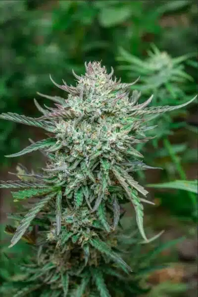 Grease Gun Auto | Atlas Seeds | FEM Autoflower Seeds