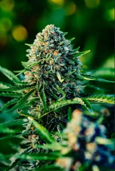 Gummibears Auto | Atlas Seeds | FEM Autoflower Seeds