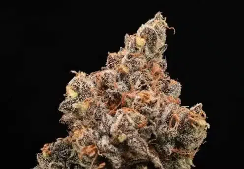Cannabis image