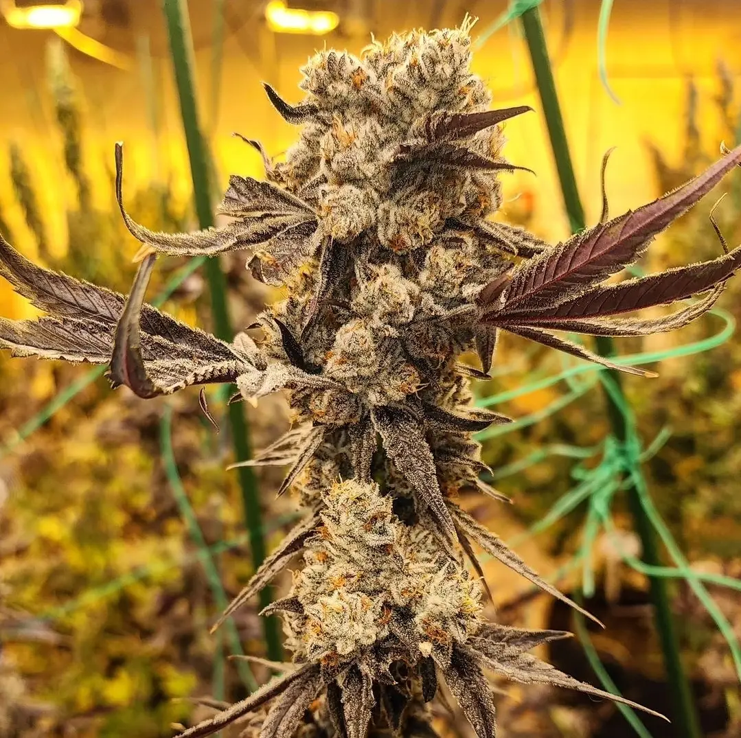 Close up of dip n stax showing faded leaves and frosty buds