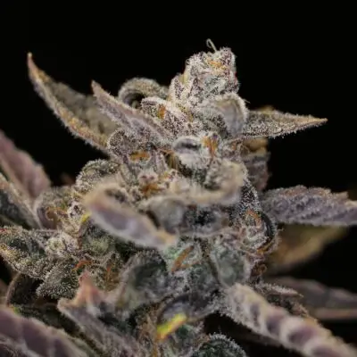Disappearing Act V2 cannabis seed image