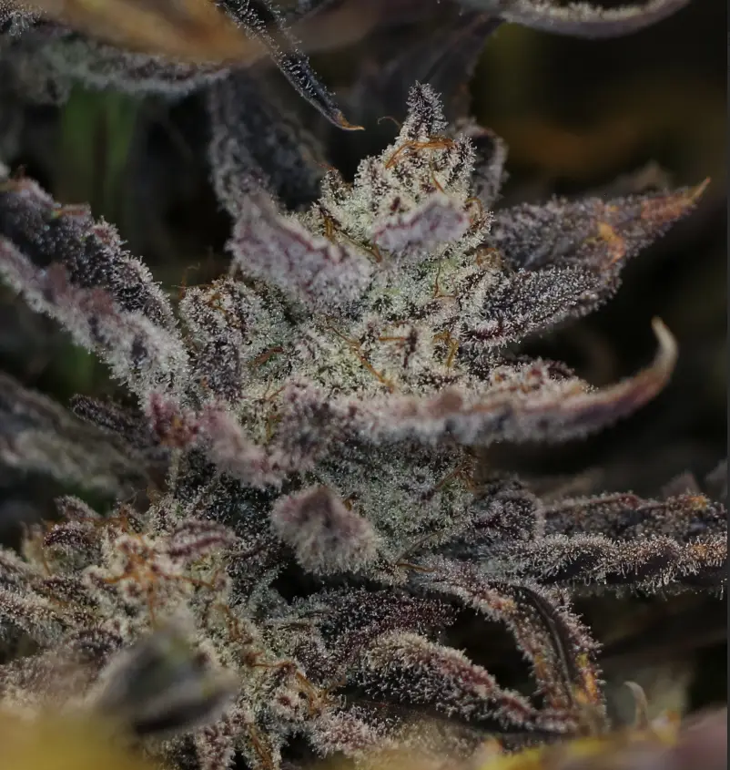 Pocket Sand cannabis seed image