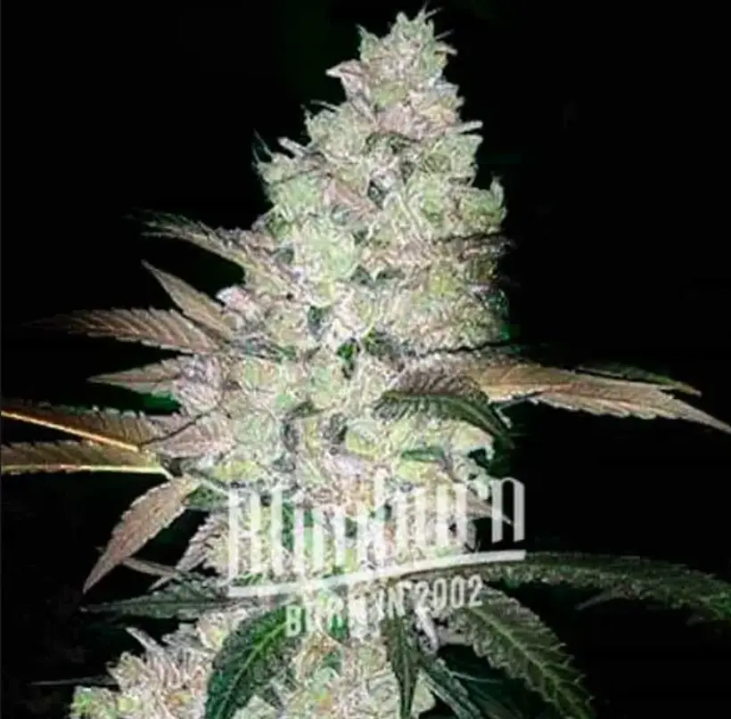 Apple and Bananas Cannabis Extraction