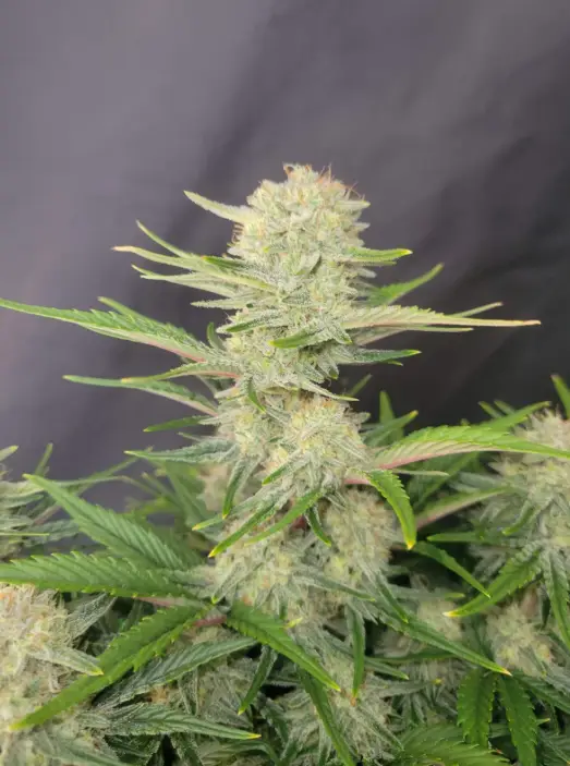 Apricot cannabis image