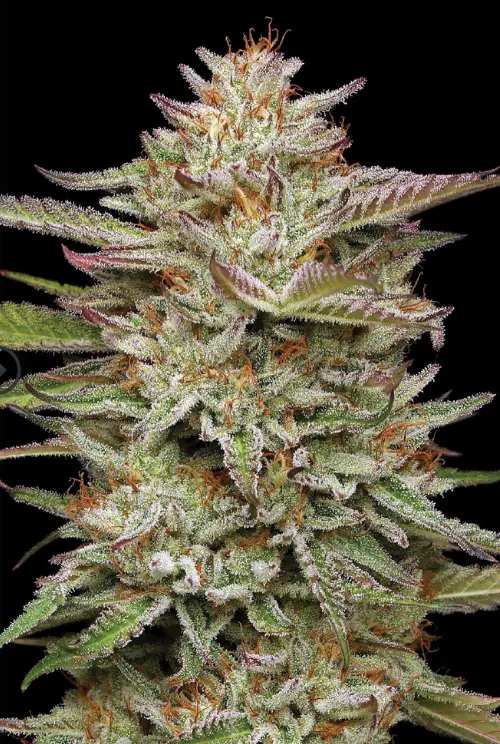 Banana OG Ato cannabis seed image