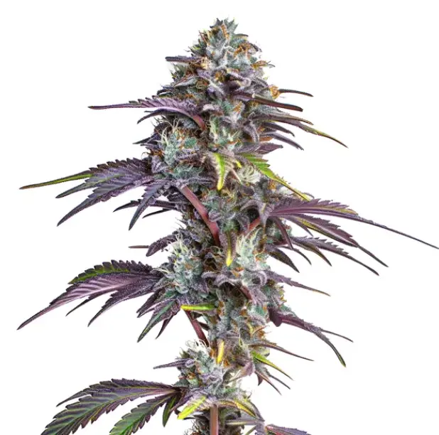 Blackberry Moonrocks cannabis image