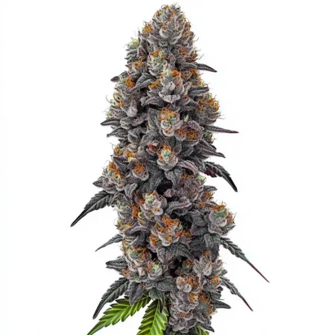 Bubble Gum Sherbet Image