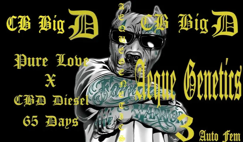 CB Big D Auto Genetics poster