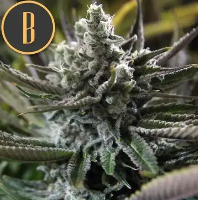 Granddaddy purple cannabis image