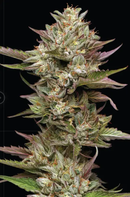 Moon Fog 2 cannabis seed image