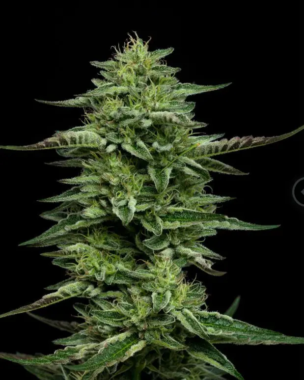 The Bling cannabis image