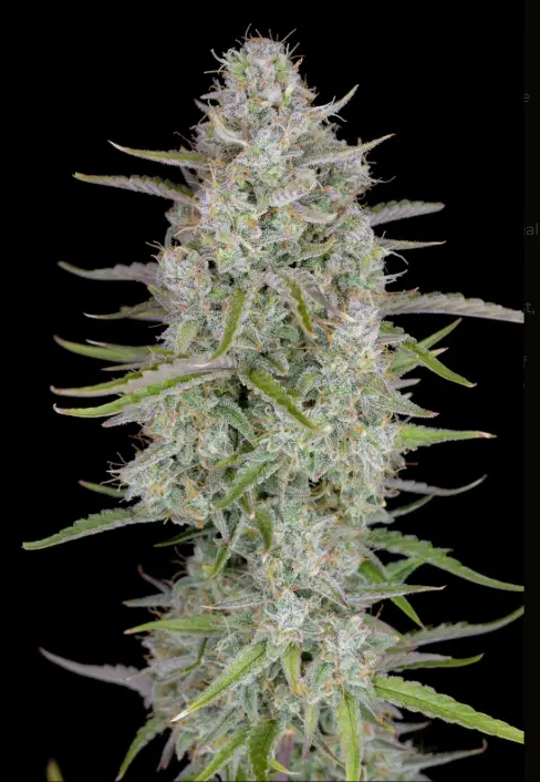 Wedding Cheesecake cannabis image