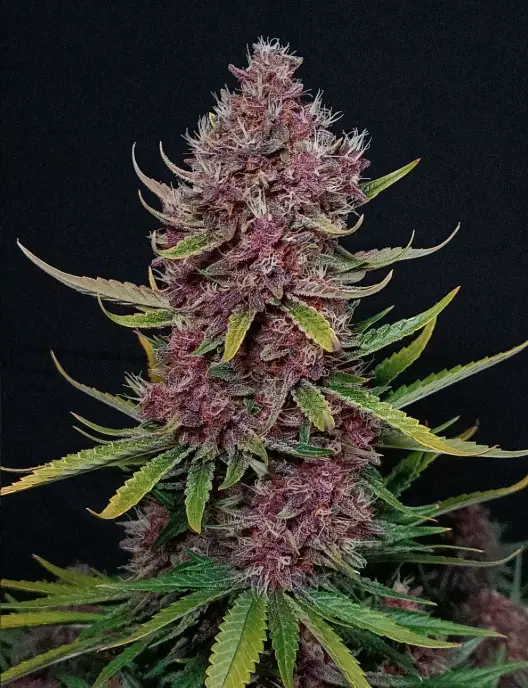 Ztrawberriez cannabis image