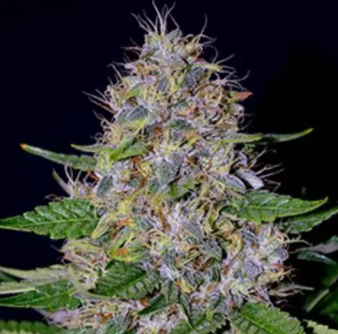 Apple Crumble cannabis image