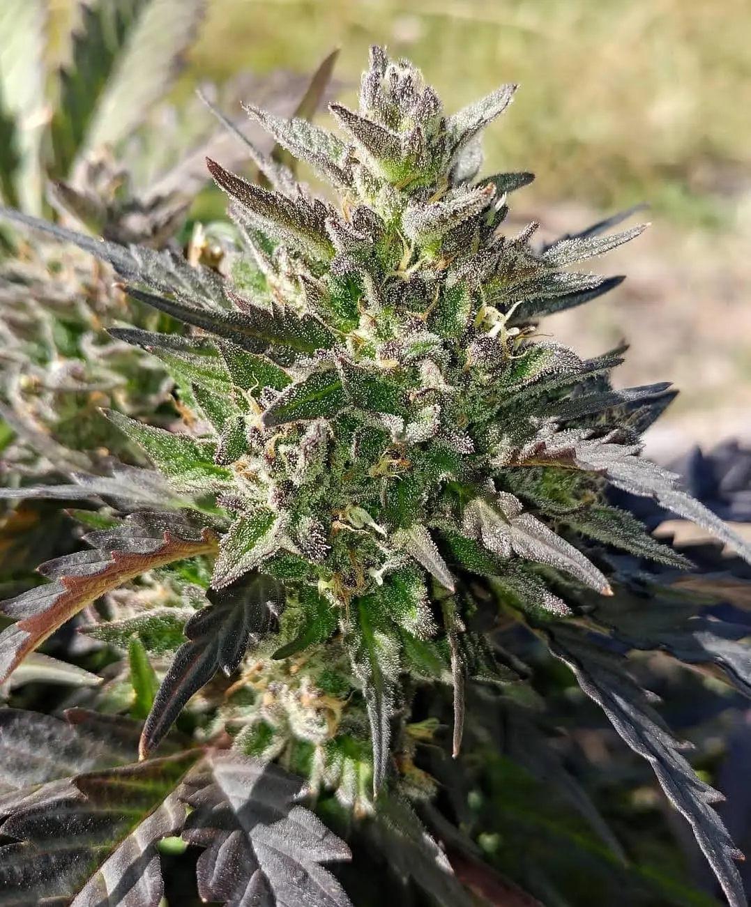 Creme Bubbly Bud