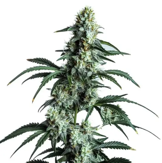 Sour Diesel image