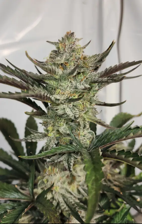 Sweet and Sour Apple cannabis image