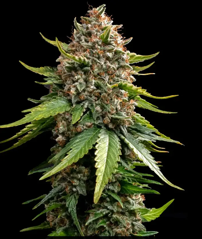 White Widow XXL image