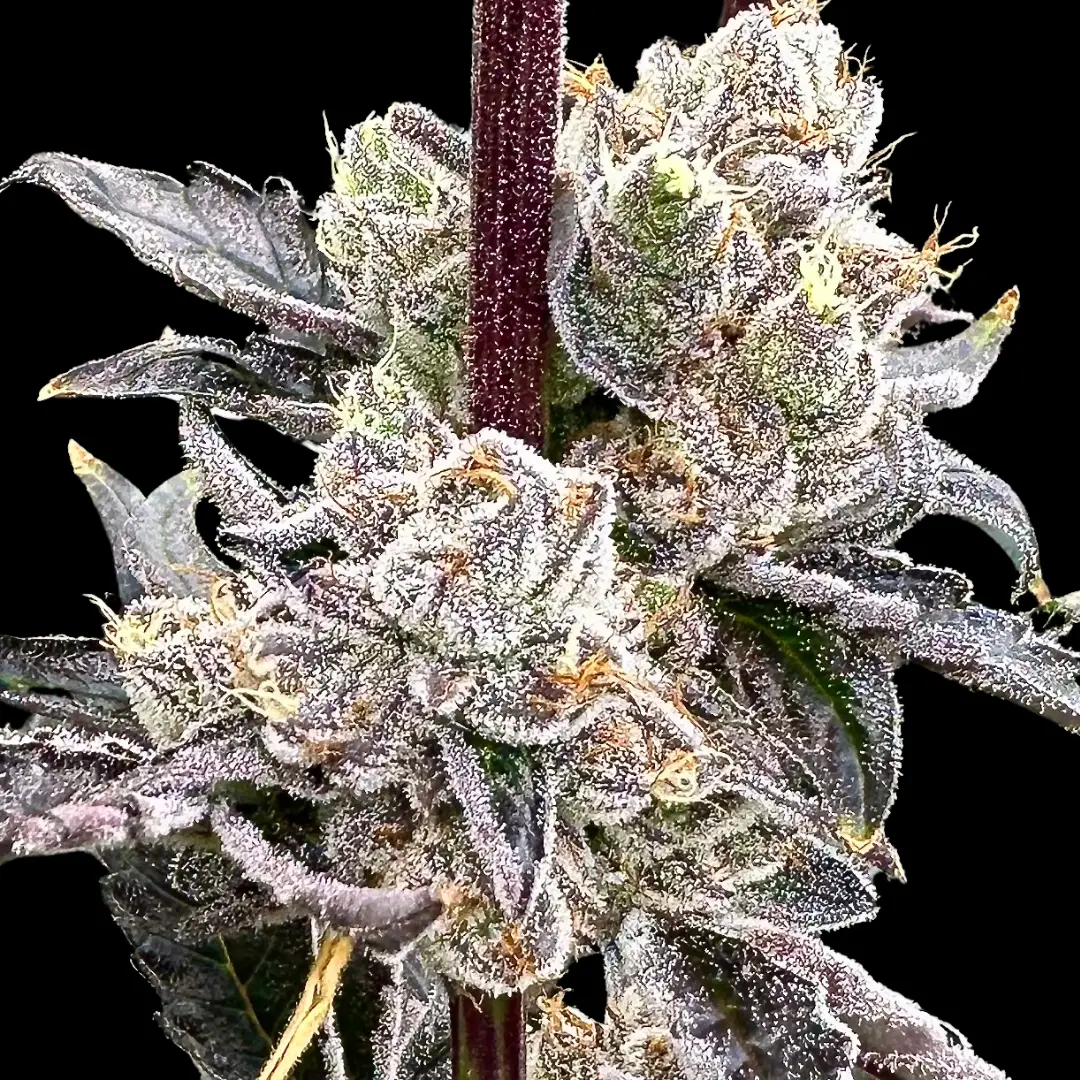 Dry Erase Marker cannabis image
