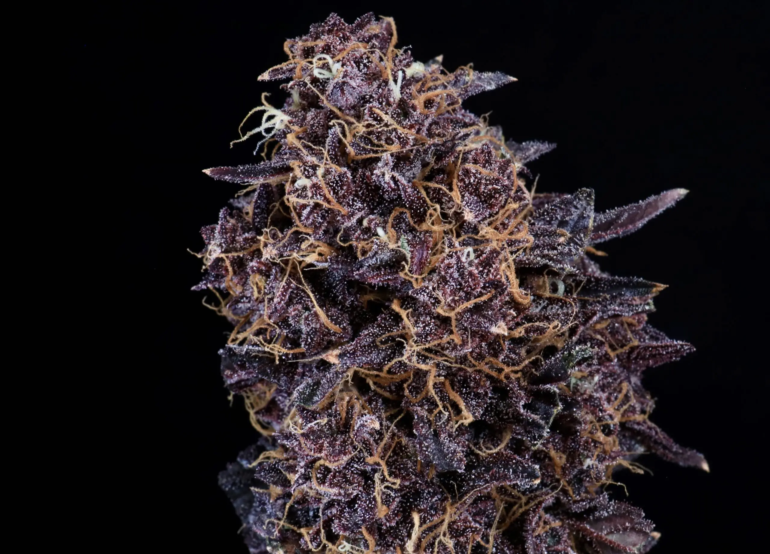 GMO cannabis image