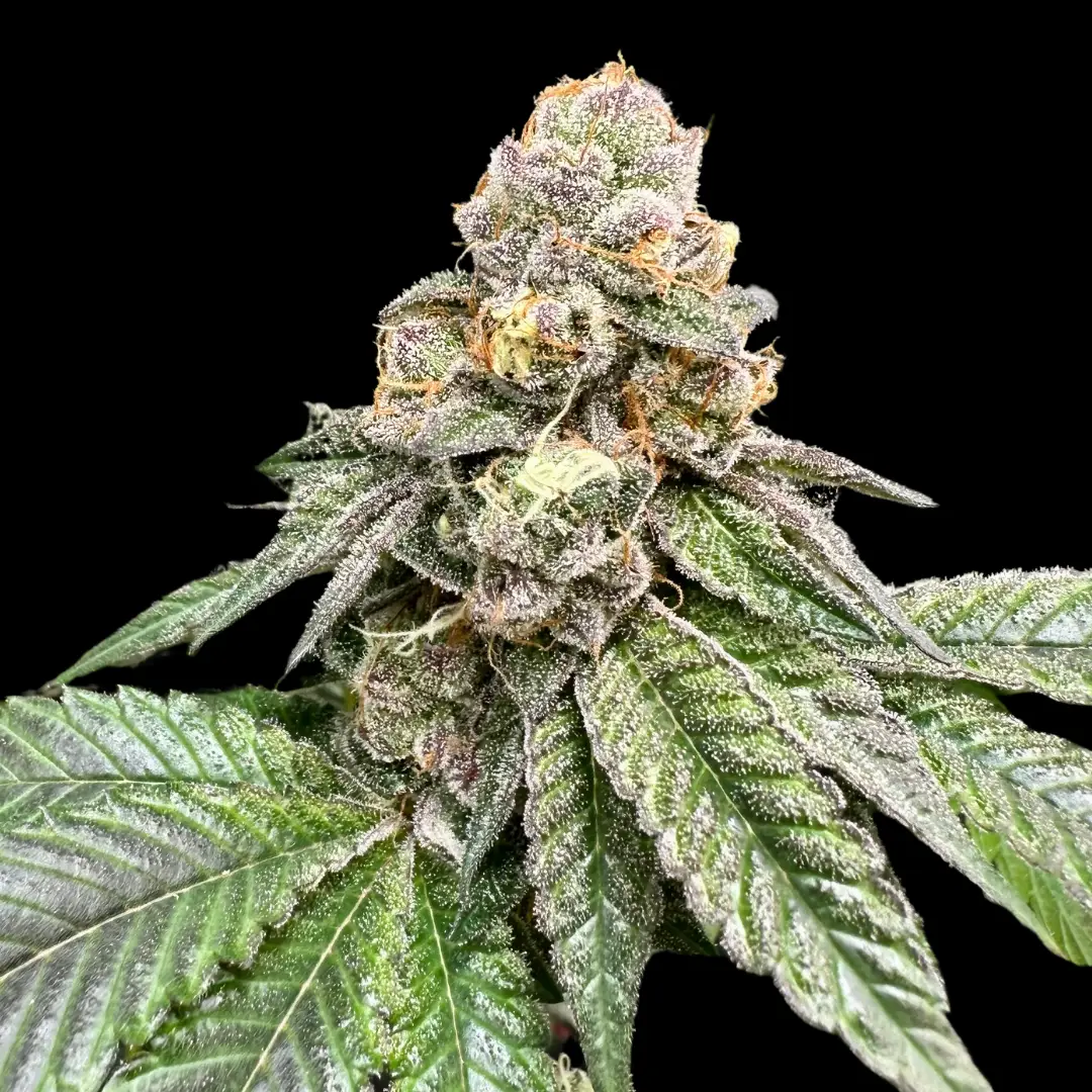 Gorilla Burger cannabis image