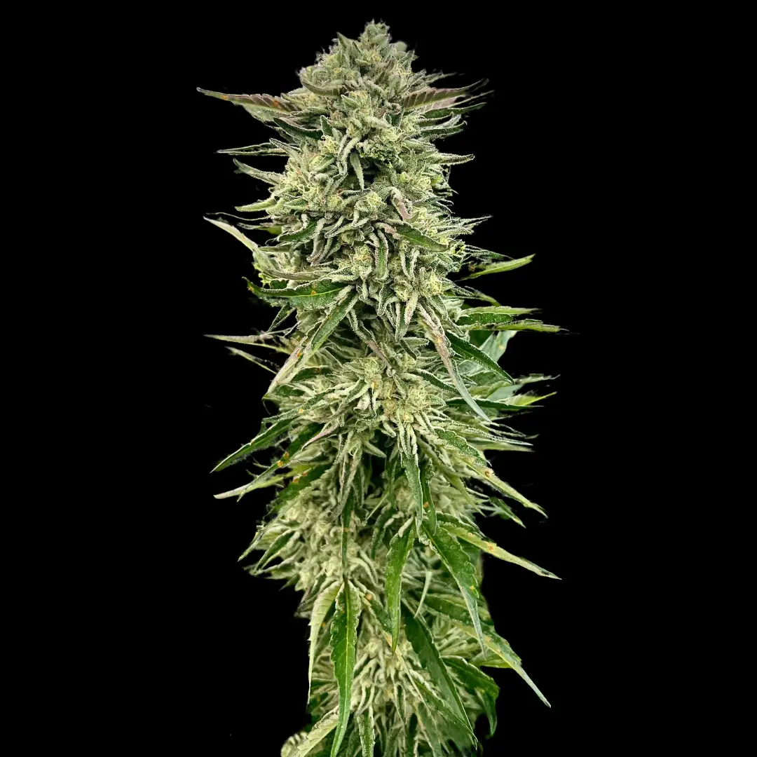 Gorilla Guava cannabis image