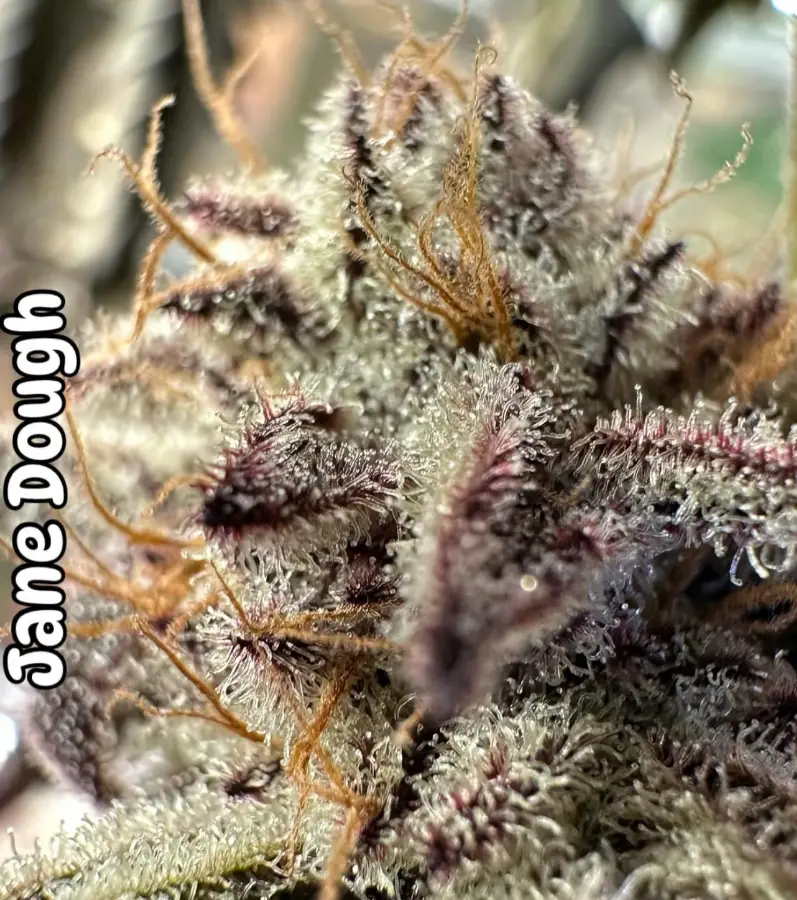 Jane Dough cannabis image