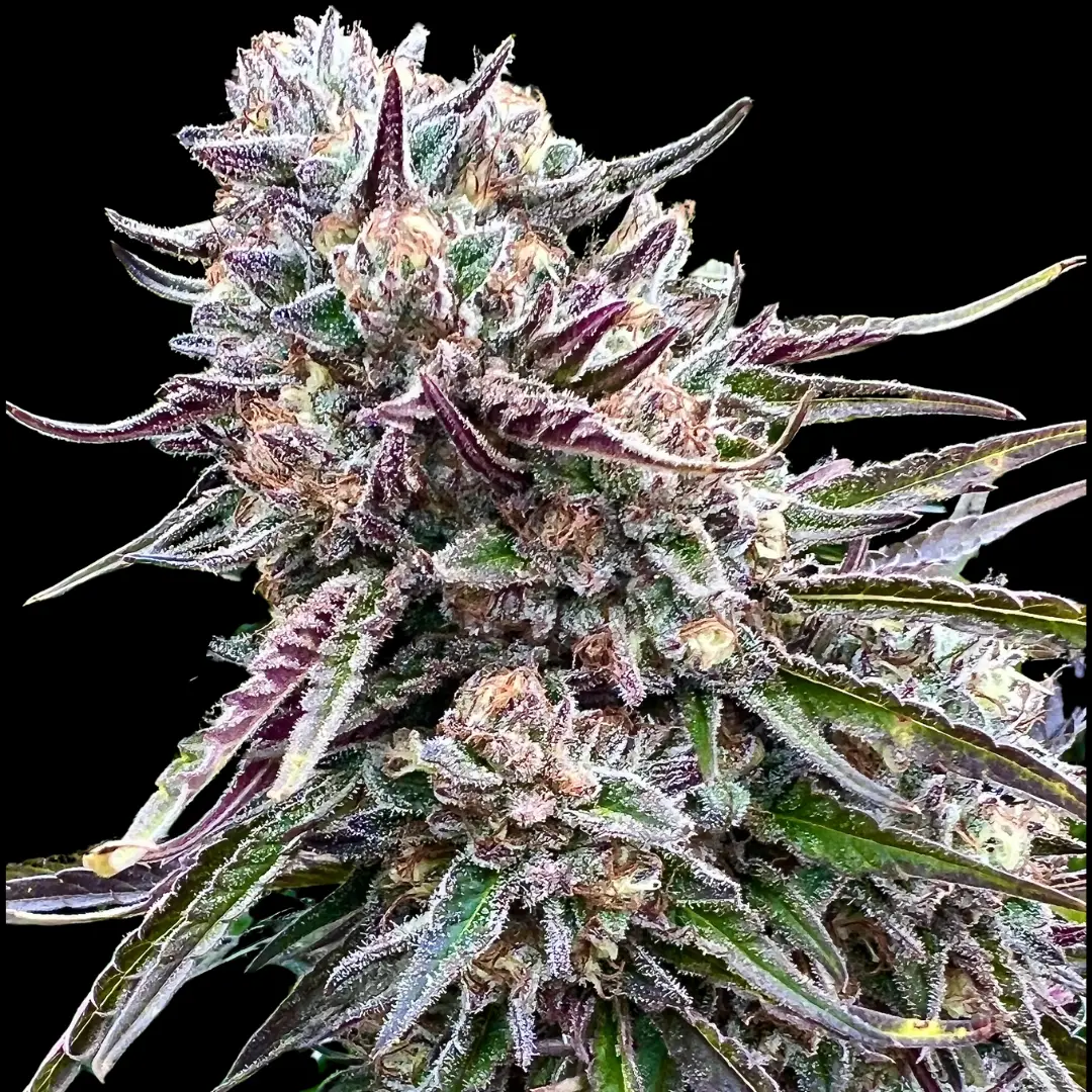Orangutangie cannabis image