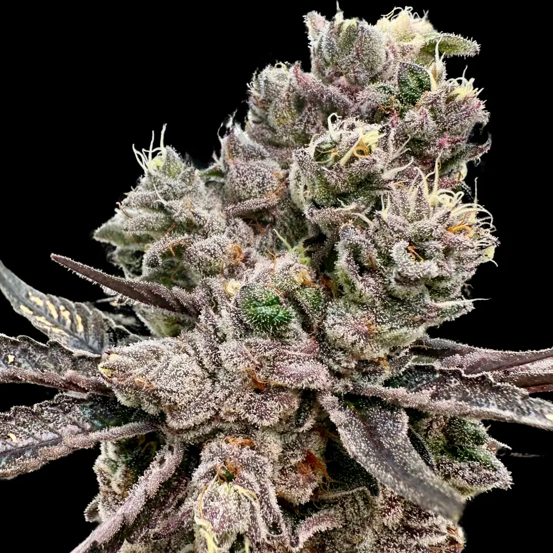 Platinum Green Apple Candy image