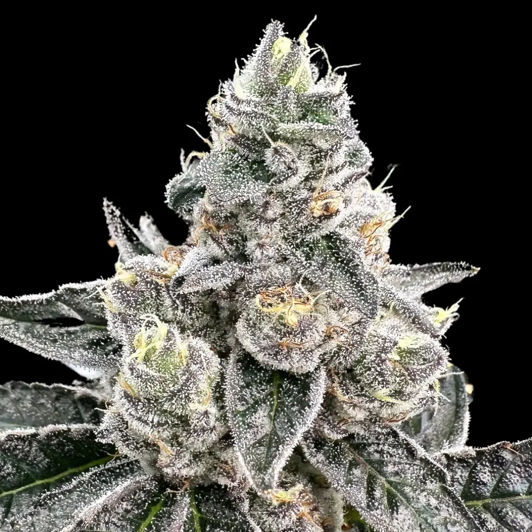 Platinum Runtz image