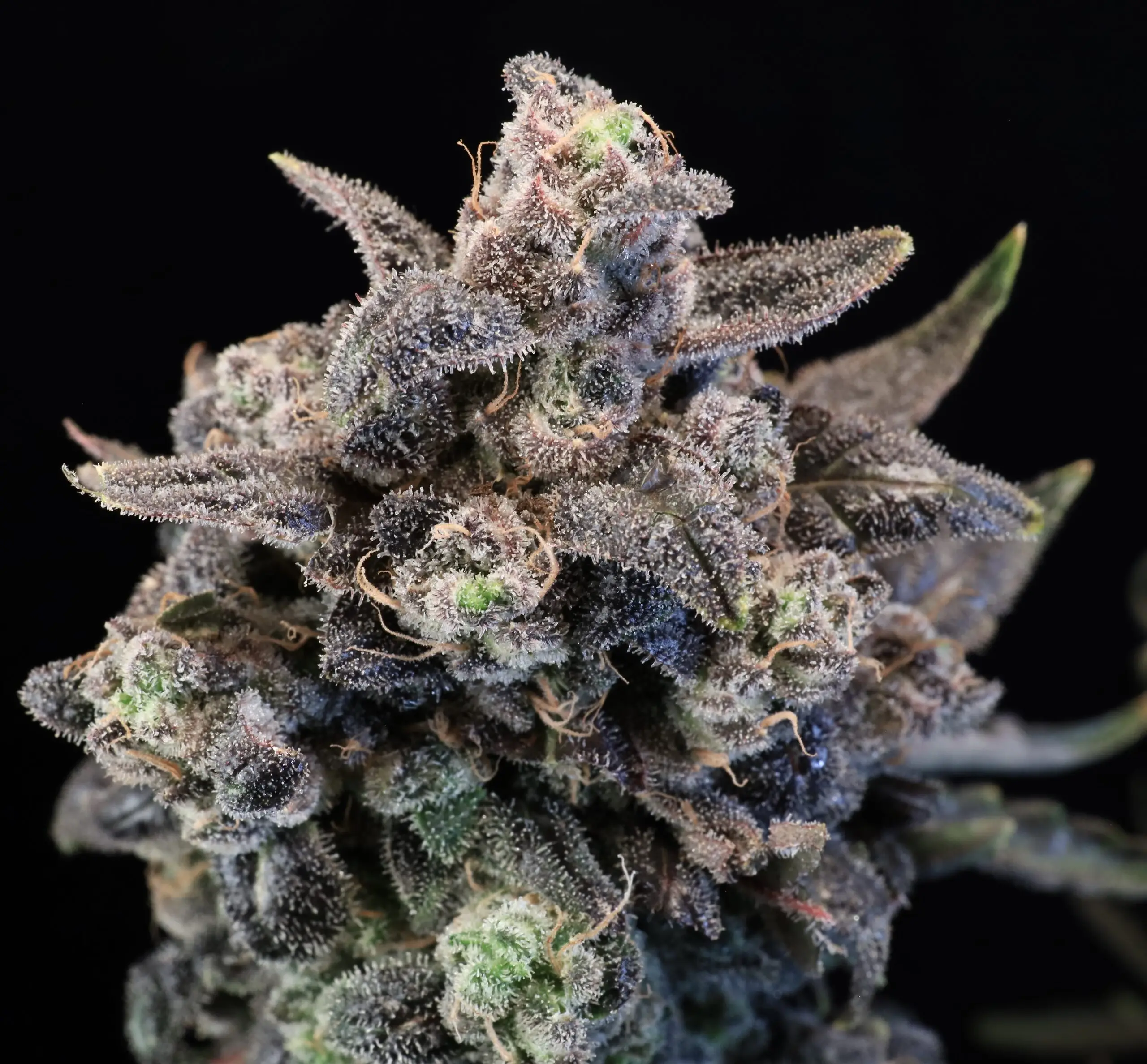 Unicorn Glitter cannabis image
