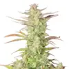 Z-Up image