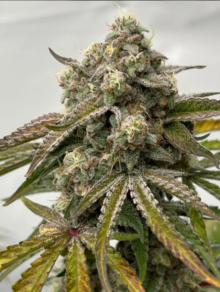 Purple Chemo cannabis image
