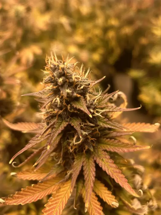 Twisted Tree cannabis image