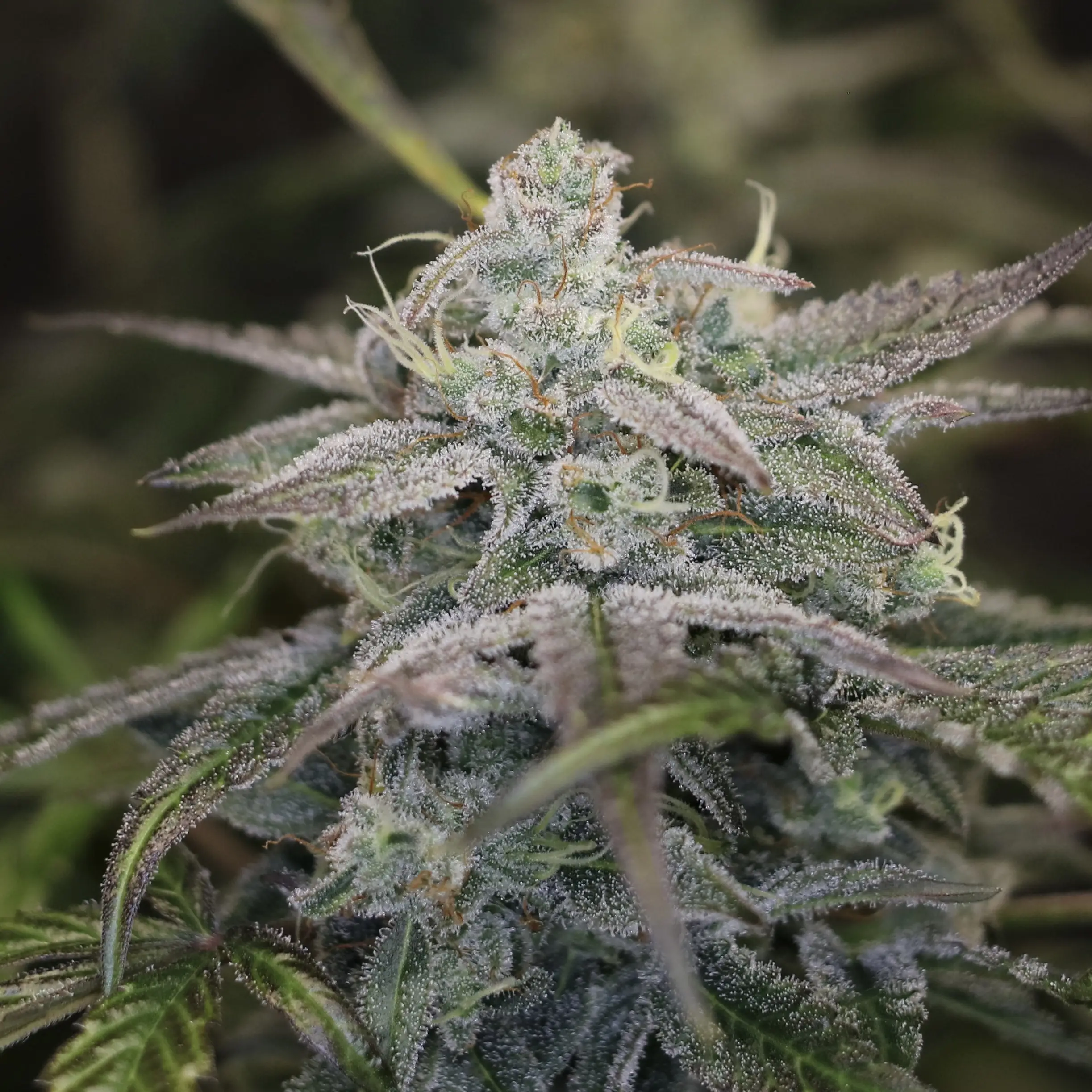 Time Machine cannabis image