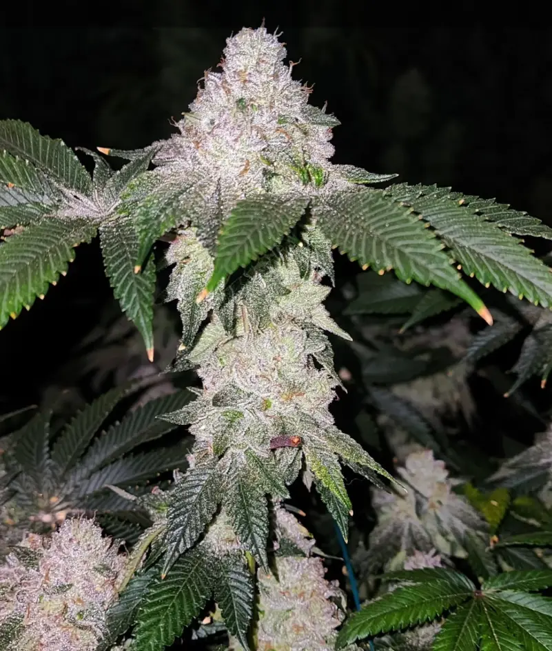 Image of cannabis seeds